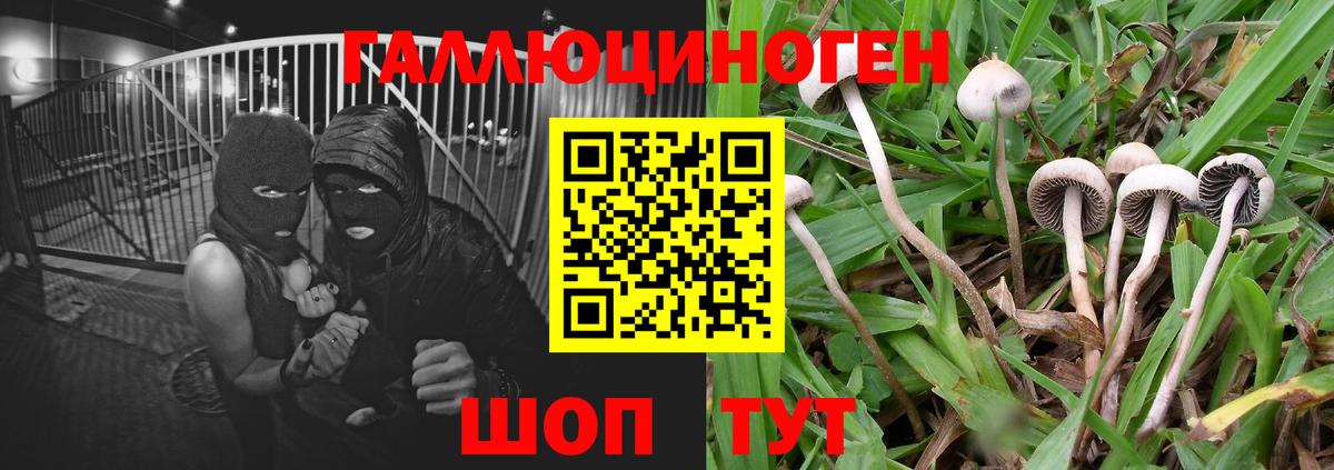 Псилоцибиновые грибы GOLDEN TEACHER  Вход с VPN  что такое наркотик  Электрогорск 